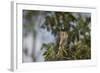 Roadside Hawk-Joe McDonald-Framed Photographic Print