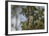 Roadside Hawk-Joe McDonald-Framed Photographic Print