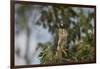 Roadside Hawk-Joe McDonald-Framed Photographic Print