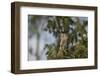 Roadside Hawk-Joe McDonald-Framed Photographic Print