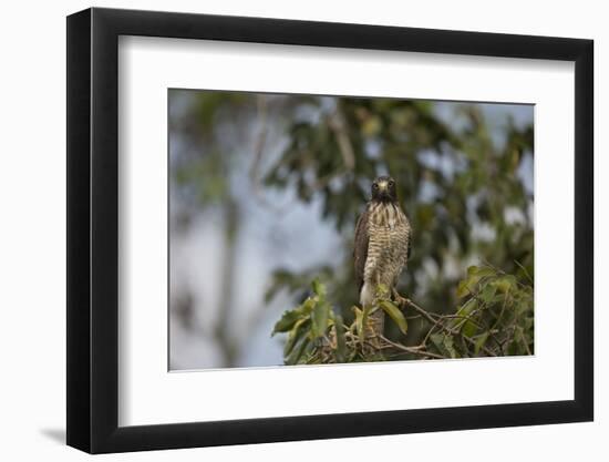 Roadside Hawk-Joe McDonald-Framed Photographic Print