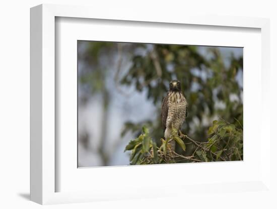 Roadside Hawk-Joe McDonald-Framed Photographic Print