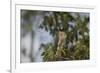 Roadside Hawk-Joe McDonald-Framed Photographic Print