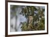 Roadside Hawk-Joe McDonald-Framed Photographic Print