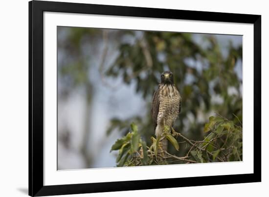 Roadside Hawk-Joe McDonald-Framed Photographic Print