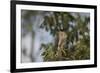 Roadside Hawk-Joe McDonald-Framed Photographic Print