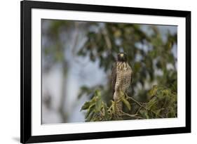 Roadside Hawk-Joe McDonald-Framed Photographic Print