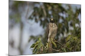 Roadside Hawk-Joe McDonald-Mounted Photographic Print