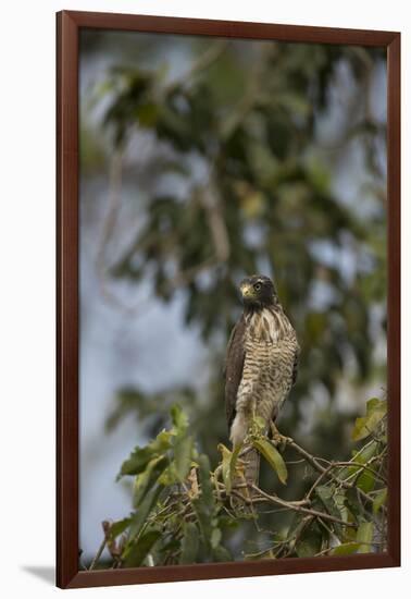 Roadside Hawk-Joe McDonald-Framed Photographic Print