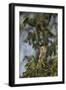 Roadside Hawk-Joe McDonald-Framed Photographic Print