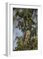 Roadside Hawk-Joe McDonald-Framed Photographic Print