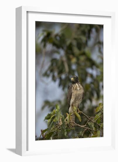 Roadside Hawk-Joe McDonald-Framed Photographic Print