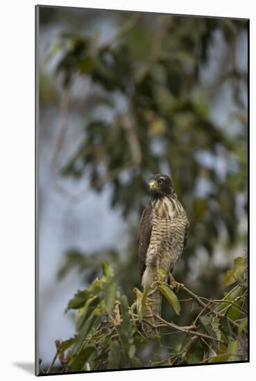 Roadside Hawk-Joe McDonald-Mounted Photographic Print