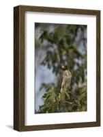 Roadside Hawk-Joe McDonald-Framed Photographic Print