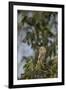 Roadside Hawk-Joe McDonald-Framed Photographic Print