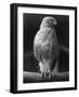 Roadside Hawk-null-Framed Photographic Print