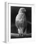 Roadside Hawk-null-Framed Photographic Print