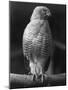 Roadside Hawk-null-Mounted Photographic Print