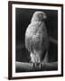 Roadside Hawk-null-Framed Photographic Print