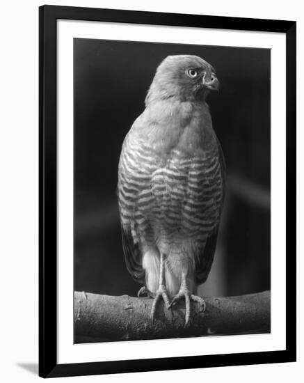 Roadside Hawk-null-Framed Photographic Print