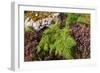 Roadside Heather and Fern, Scotland-Peter Thompson-Framed Photographic Print