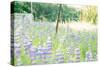 Roadside Lupine Wildflowers in Spring-Vincent James-Stretched Canvas