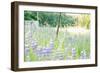 Roadside Lupine Wildflowers in Spring-Vincent James-Framed Photographic Print