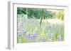 Roadside Lupine Wildflowers in Spring-Vincent James-Framed Photographic Print