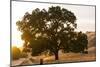 Roadside Oak-Lance Kuehne-Mounted Photographic Print