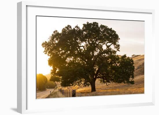 Roadside Oak-Lance Kuehne-Framed Photographic Print