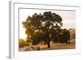 Roadside Oak-Lance Kuehne-Framed Photographic Print