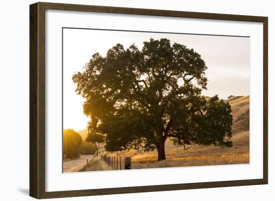 Roadside Oak-Lance Kuehne-Framed Photographic Print