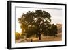 Roadside Oak-Lance Kuehne-Framed Photographic Print