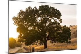 Roadside Oak-Lance Kuehne-Mounted Photographic Print