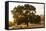 Roadside Oak-Lance Kuehne-Framed Stretched Canvas