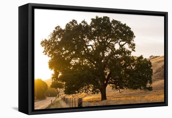 Roadside Oak-Lance Kuehne-Framed Stretched Canvas