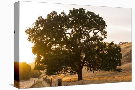 Roadside Oak-Lance Kuehne-Stretched Canvas