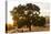 Roadside Oak-Lance Kuehne-Stretched Canvas