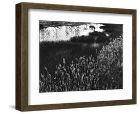 Roadside Pond, California, c. 1970-Brett Weston-Framed Photographic Print