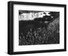 Roadside Pond, California, c. 1970-Brett Weston-Framed Photographic Print