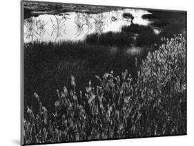 Roadside Pond, California, c. 1970-Brett Weston-Mounted Photographic Print