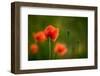 Roadside Poppies-Ursula Abresch-Framed Photographic Print