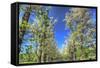 Roadside Tree Blossoms-Robert Goldwitz-Framed Stretched Canvas