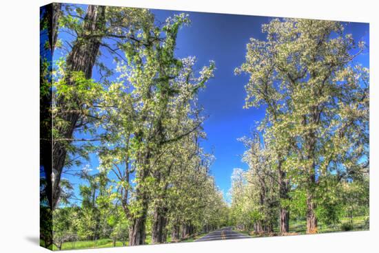 Roadside Tree Blossoms-Robert Goldwitz-Stretched Canvas