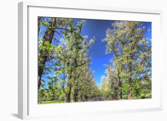 Roadside Tree Blossoms-Robert Goldwitz-Framed Photographic Print