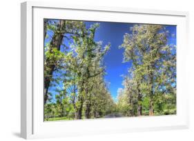 Roadside Tree Blossoms-Robert Goldwitz-Framed Photographic Print