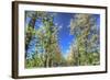 Roadside Tree Blossoms-Robert Goldwitz-Framed Photographic Print