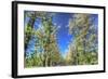 Roadside Tree Blossoms-Robert Goldwitz-Framed Photographic Print