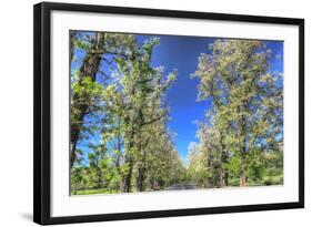 Roadside Tree Blossoms-Robert Goldwitz-Framed Photographic Print