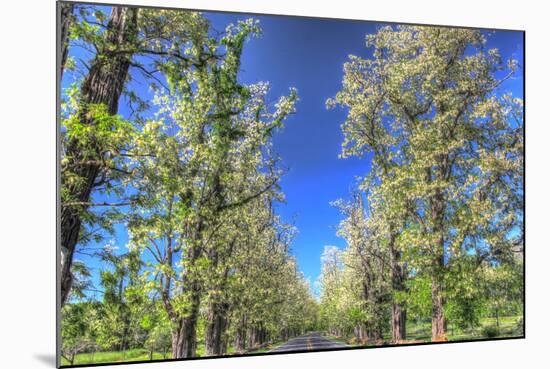 Roadside Tree Blossoms-Robert Goldwitz-Mounted Photographic Print